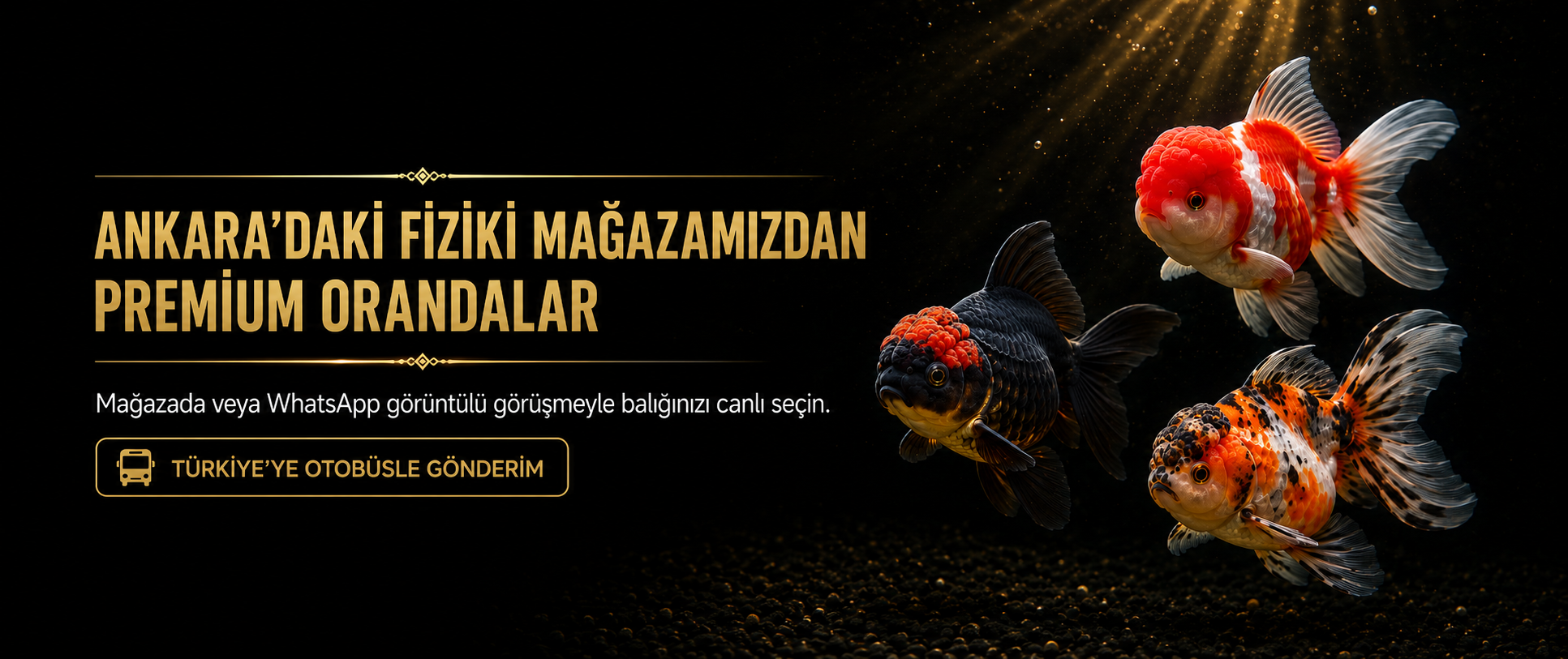 Premium Oranda Japon balıkları – Gold Fish Oranda Ankara