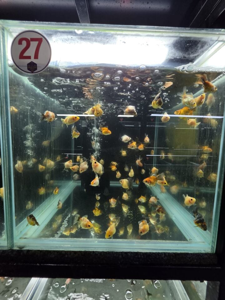 Premium Oranda Yavru