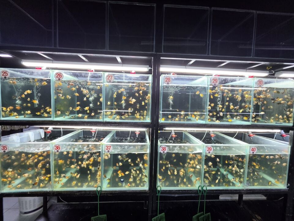 Premium Oranda Yavru