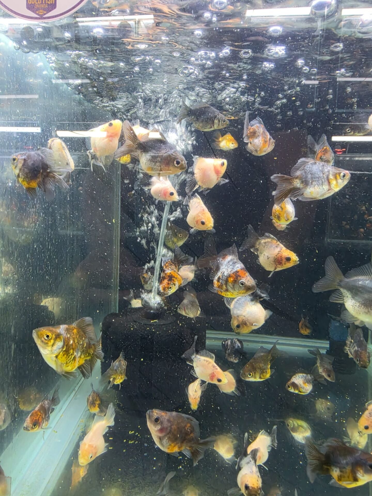 Premium Oranda Yavru
