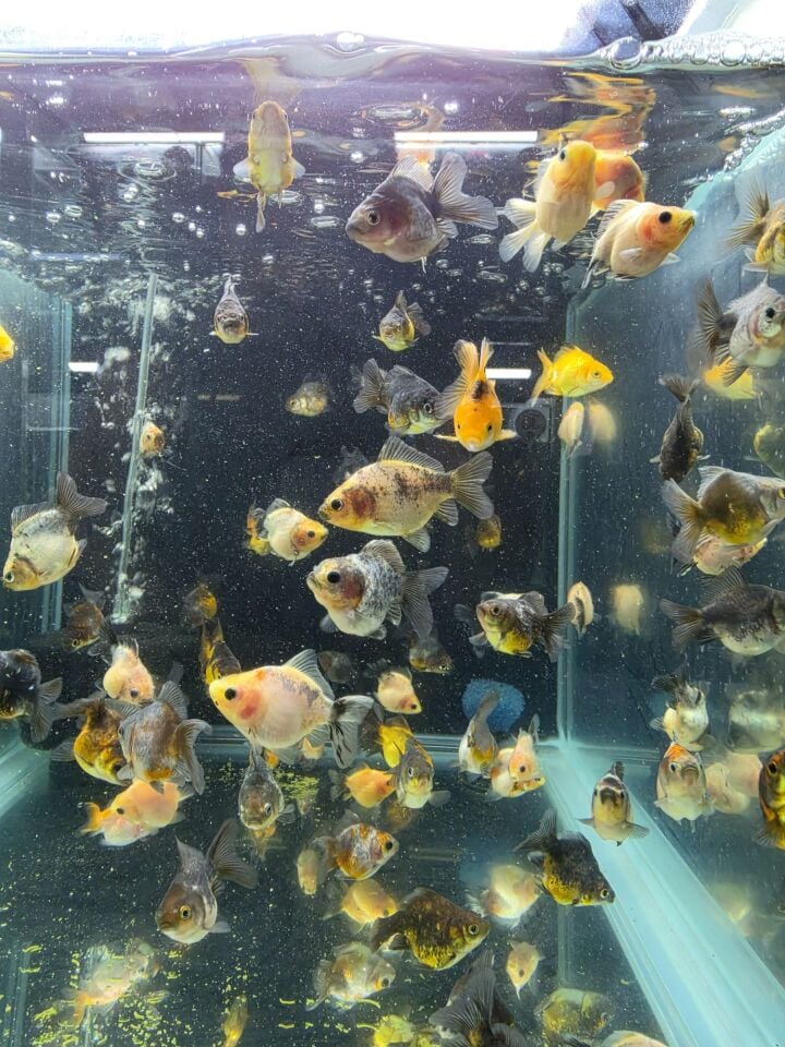 Premium Oranda Yavru