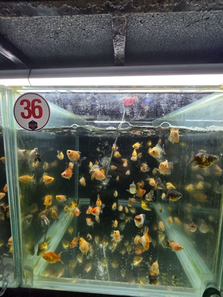 Premium Oranda Yavru