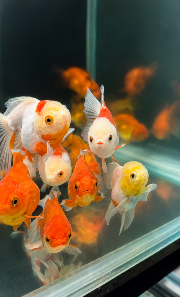 Classic Seri Oranda – Özel Seçim