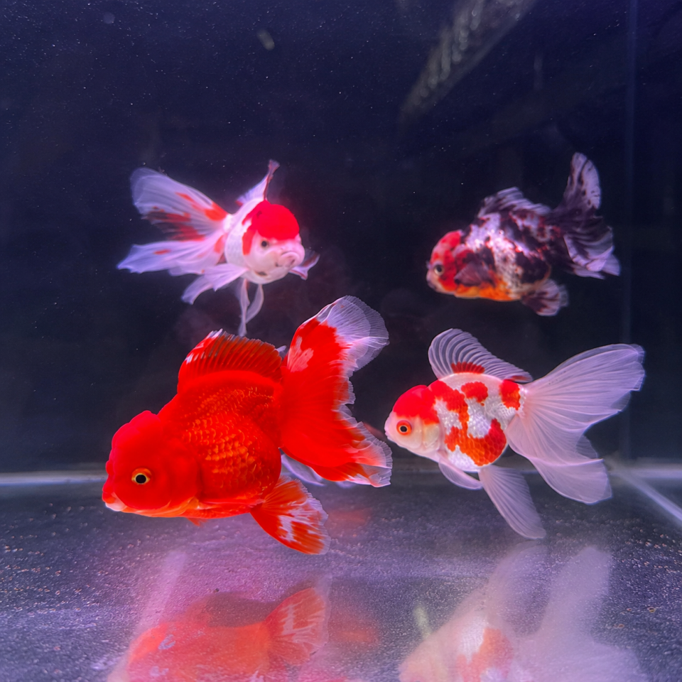 Premium Seri Oranda 11 cm Üzeri