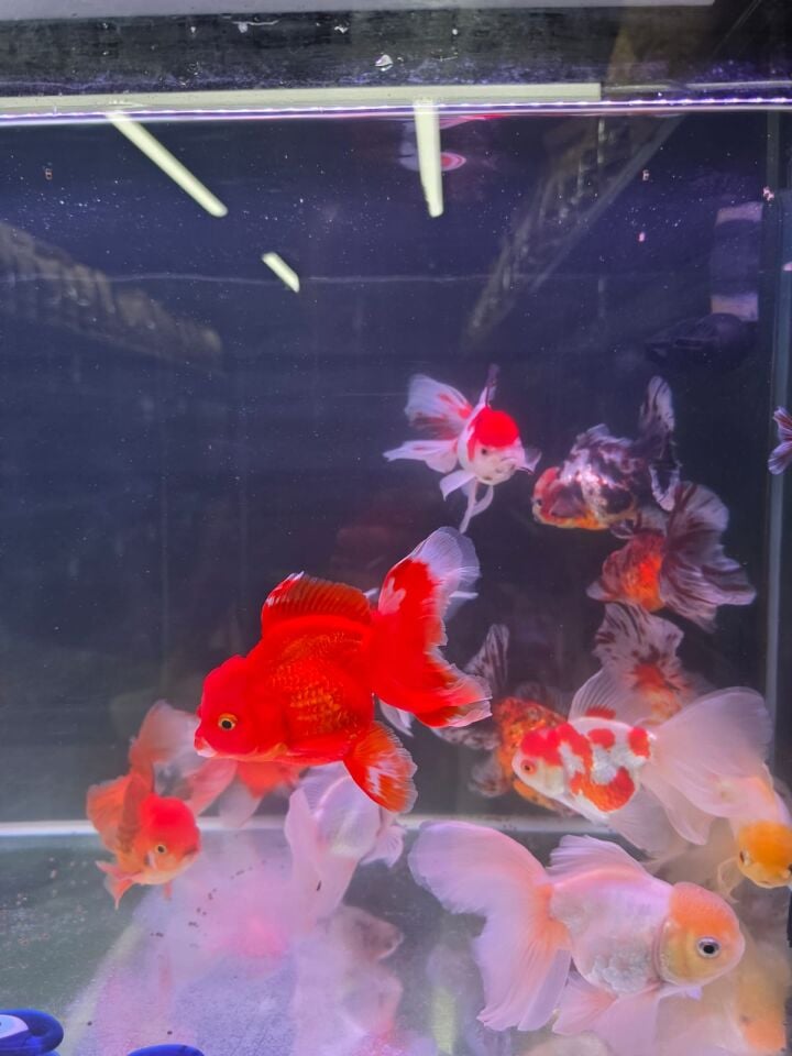 Premium Seri Oranda 11 cm Üzeri