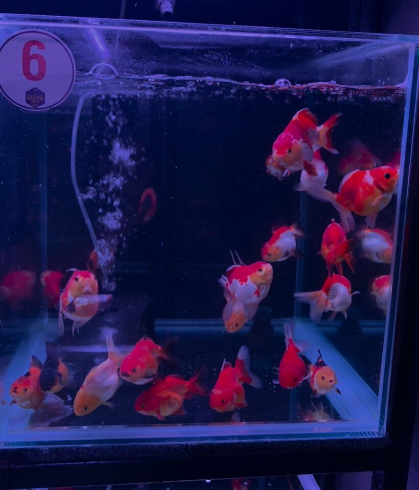 Toptan Oranda Petshop Destek Paketi – 30 Oranda + 30 Adet Gold Fish Bait 100 g Yem ( Gönderim Ücreti Dahil )