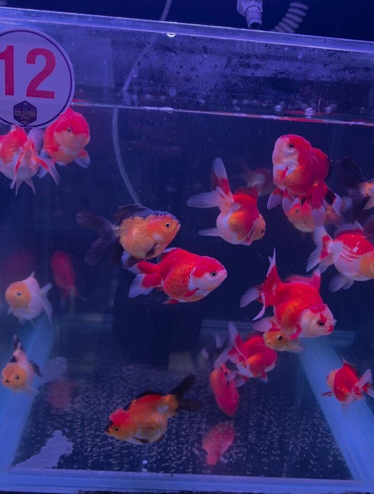 Toptan Oranda Petshop Destek Paketi – 30 Oranda + 30 Adet Gold Fish Bait 100 g Yem ( Gönderim Ücreti Dahil )