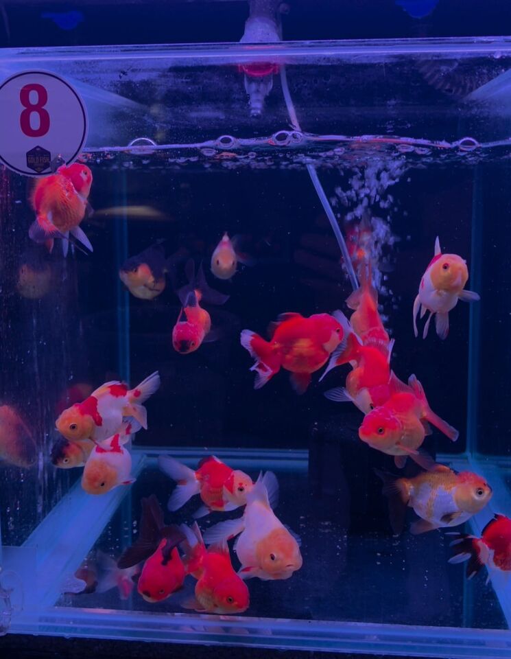 Toptan Oranda Petshop Destek Paketi – 30 Oranda + 30 Adet Gold Fish Bait 100 g Yem ( Gönderim Ücreti Dahil )
