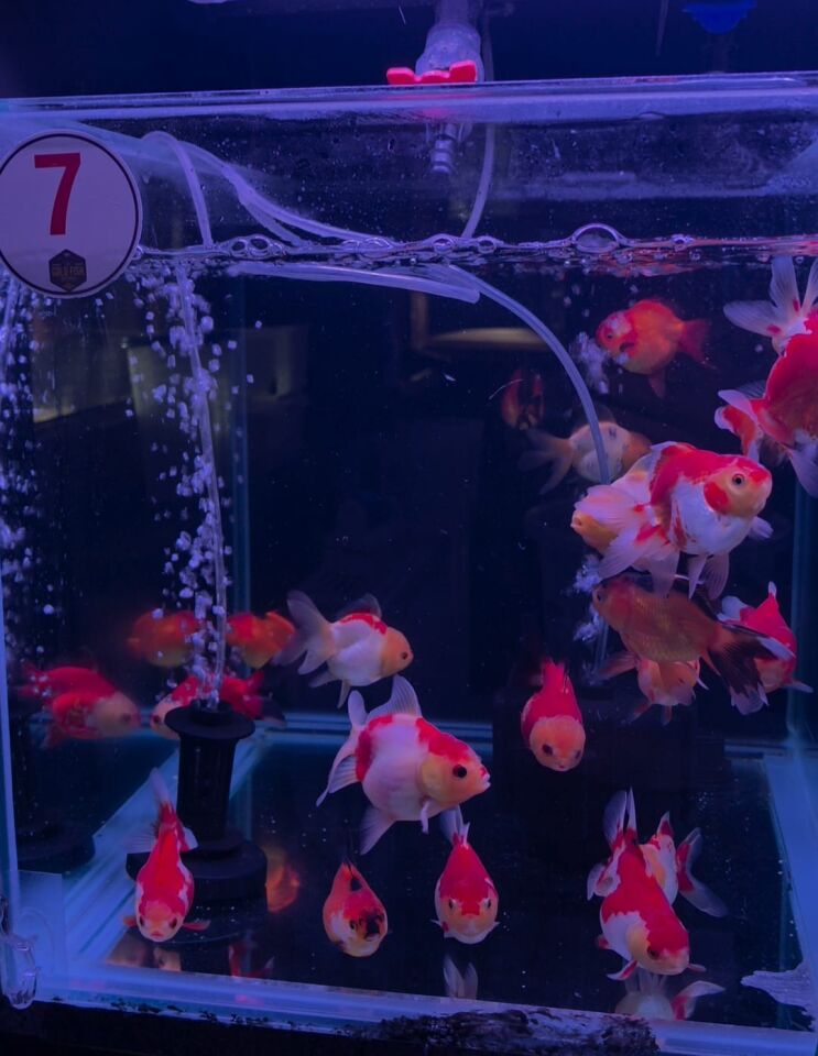 Toptan Oranda Petshop Destek Paketi – 30 Oranda + 30 Adet Gold Fish Bait 100 g Yem ( Gönderim Ücreti Dahil )