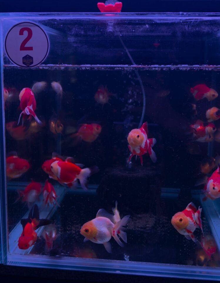 Toptan Oranda Petshop Destek Paketi – 30 Oranda + 30 Adet Gold Fish Bait 100 g Yem ( Gönderim Ücreti Dahil )