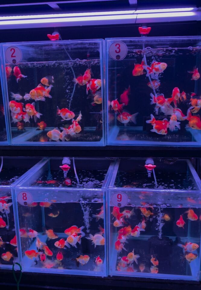 Toptan Oranda Petshop Destek Paketi – 30 Oranda + 30 Adet Gold Fish Bait 100 g Yem ( Gönderim Ücreti Dahil )